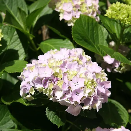 מלון Emblematico Casa Casilda טקורונטה