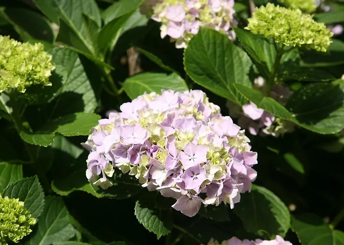Otel Emblematico Casa Casilda Tacoronte