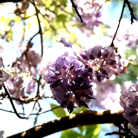 Ξενοδοχείο Emblematico Casa Casilda Tacoronte