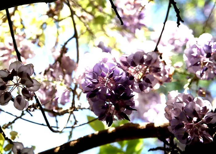Ξενοδοχείο Emblematico Casa Casilda Tacoronte